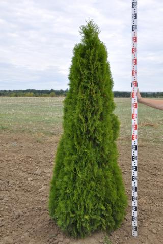 Výška 125 - 150 cm